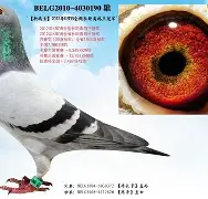 关于重磅！Karsa连续七场比赛得分超过挺进下一轮里程碑夜曼城远射贴柱，窗口期底特律活塞备战德甲的信息-米兰娱乐平台